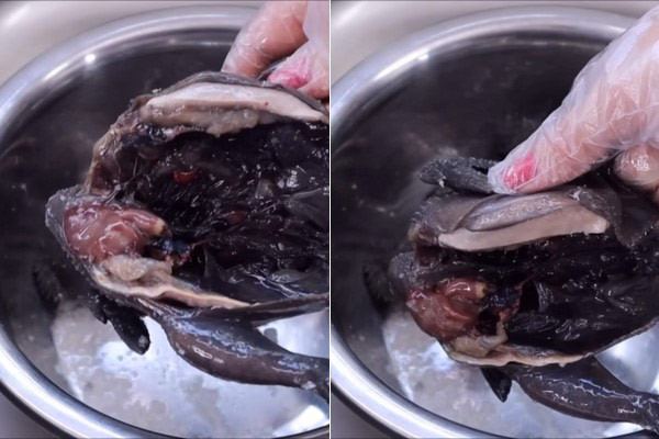 Sơ chế gà ác cẩn thận trước khi hầm lẩu thuốc bắc