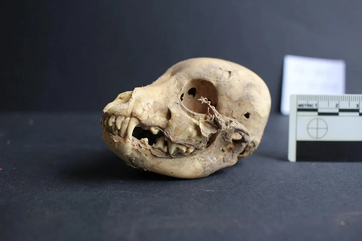 Ancient Peruvian hairless dogs buried with Wari elites 1,200 years ago