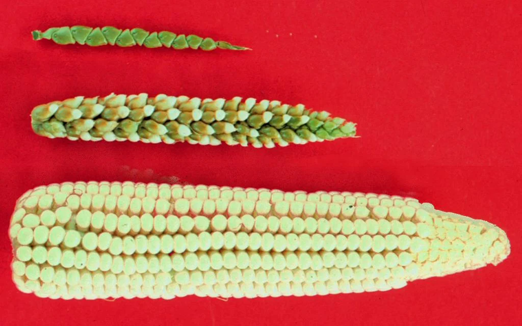 Popcorn's discovery 7,000 years ago: archaeologist explores its ancient appeal in the Americas