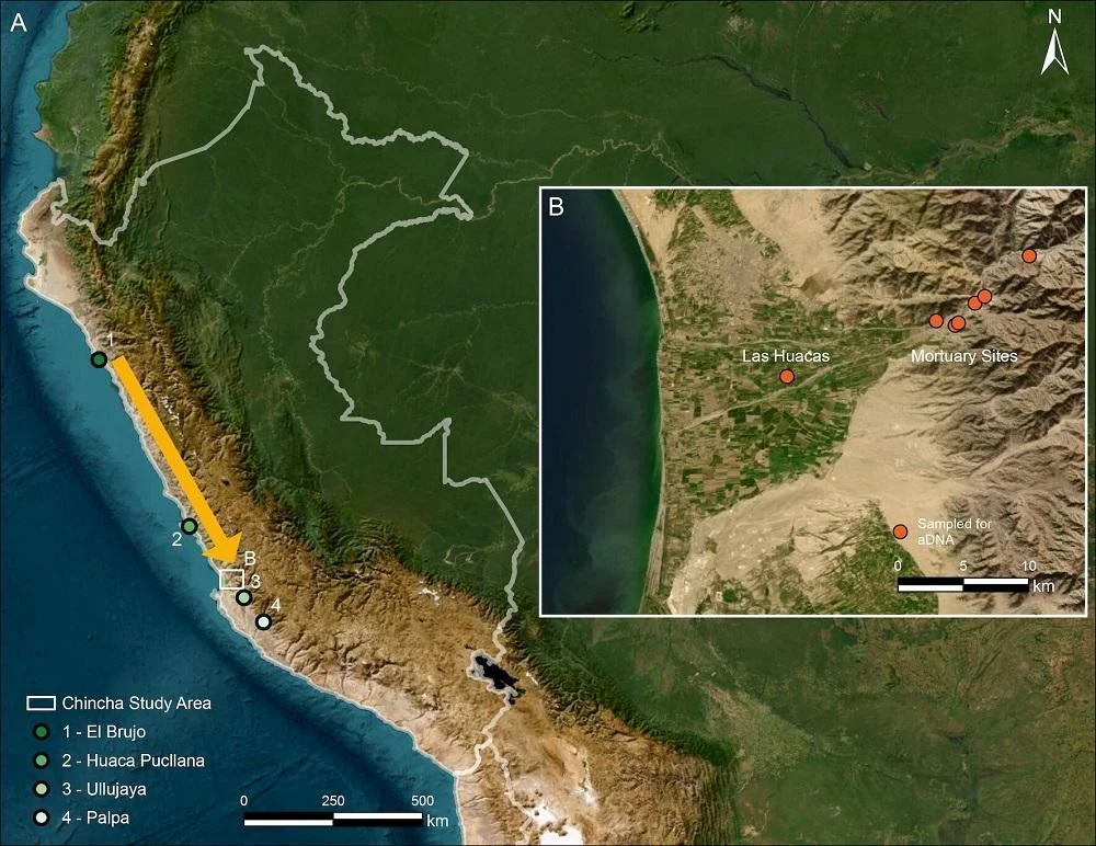 Ancient DNA reveals 700-kilometer migration along Peru’s coast before the Inca Empire