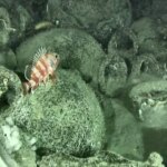 Ancient shipwreck with 300 amphorae found off Italy could reshape views of Mediterranean wine trade