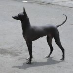 Ancient Peruvian hairless dogs buried with Wari elites 1,200 years ago