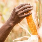 Popcorn’s discovery 7,000 years ago: archaeologist explores its ancient appeal in the Americas