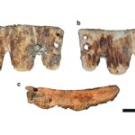 Rare 19th-century bone dental bridge found in Portugal points to early cosmetic tooth replacement