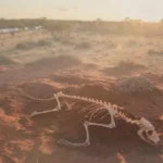 1,000-Year-Old Dingo Burial Rewrites Aboriginal History