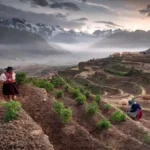 10,000 Years of Potatoes Shaped Andean Genetics