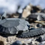 146,000-Year-Old Tools Reveal Ice Age Human Genius