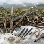 1,500-Year-Old Reindeer Trap Emerges from Melting Norwegian Ice