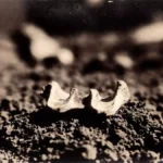 19th-Century Bone Dental Bridge Reveals Early Cosmetic Dentistry in Portugal