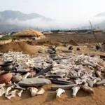 2,000-Year-Old Chicken Bones Rewrite Korea’s Farming History