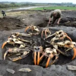 7,000-Year-Old Beaver Bones Reveal Neolithic Fur Hunting