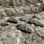 80,000-Year-Old Weapons Found in Uzbekistan Could Be World’s Oldest Arrowheads