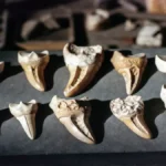9 Ancient Teeth Reveal Diversity Among Europe’s Earliest Neanderthals