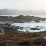 DNA Reveals Ancient Family Ties in 5,500-Year-Old Gotland Graves