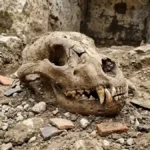 First Bone Evidence of Roman Bear Fights Confirms Arena Horrors