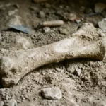 Fossil Discovery Overturns Long-Held Beliefs About Ancient Australia