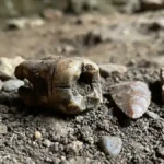 Neanderthal Dental Breakthrough Rewrites the History of Medicine
