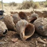 Neolithic Shell Trumpets Found in Spain Reveal Ancient Sound Tech