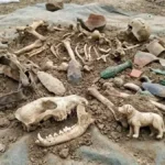 New Ancient DNA Mapping Reveals 11,000 Years of Human-Dog Migration