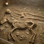 Oldest Mule in Western Europe Found in an Iron Age Iberian Burial