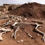 Rare Wild Boar Burials Discovered in Egyptian Delta